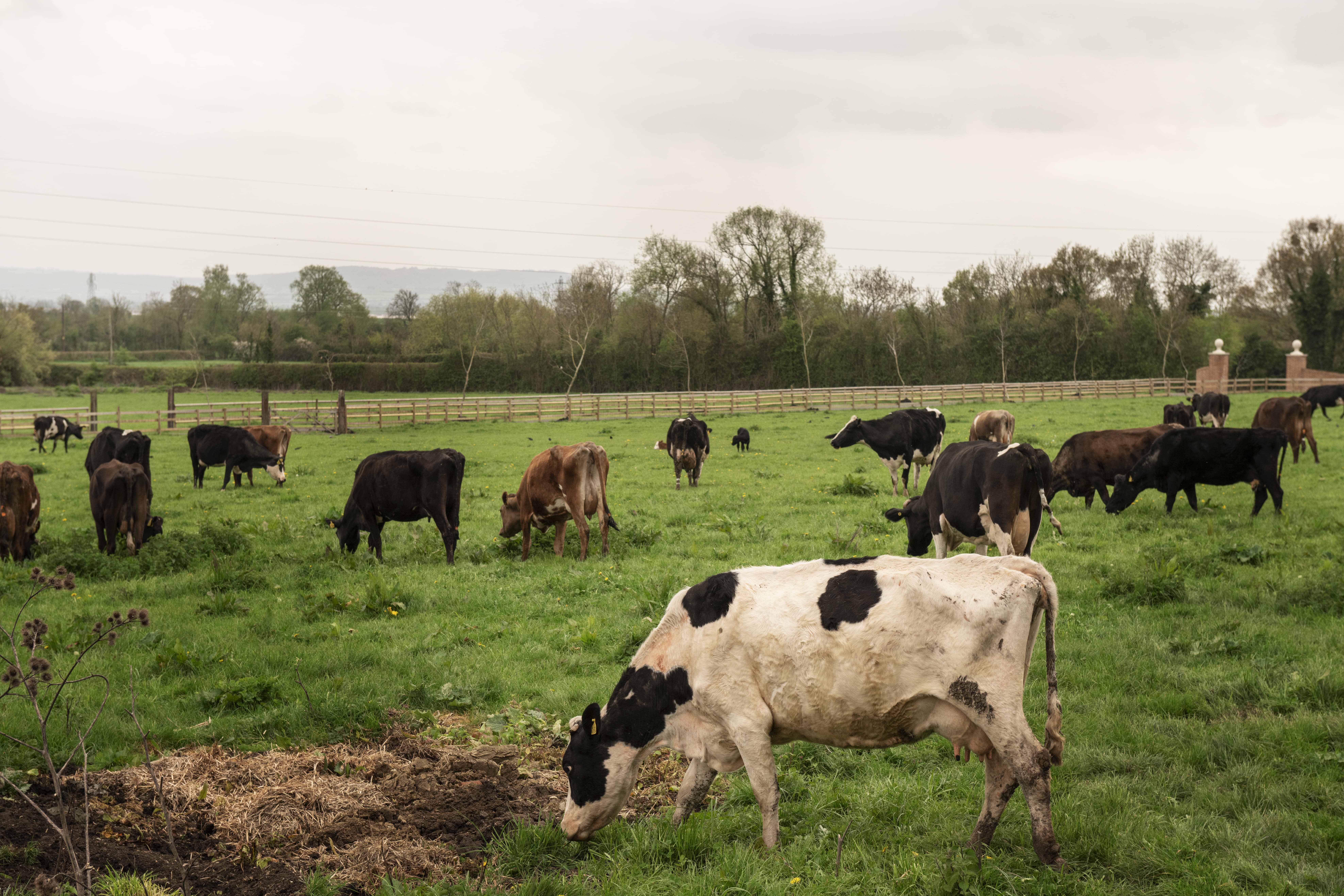 Tierwohl oder Klimabilanz? Die harte Wahrheit über ökologisches Fleisch